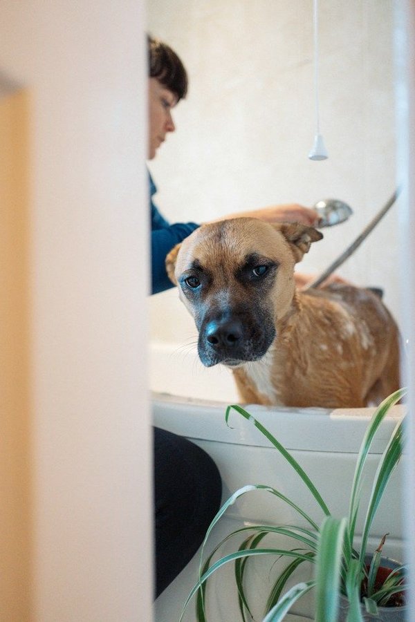 Dealing with pet hair: cleaning tips and tricks